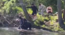 New Jersey beaver attack: 8-year-old boy injured by animal at park in Mahwah, NJ