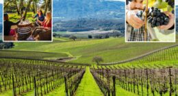 New figures reveal Napa Valley rival looming over Wine Country