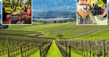 New figures reveal Napa Valley rival looming over Wine Country