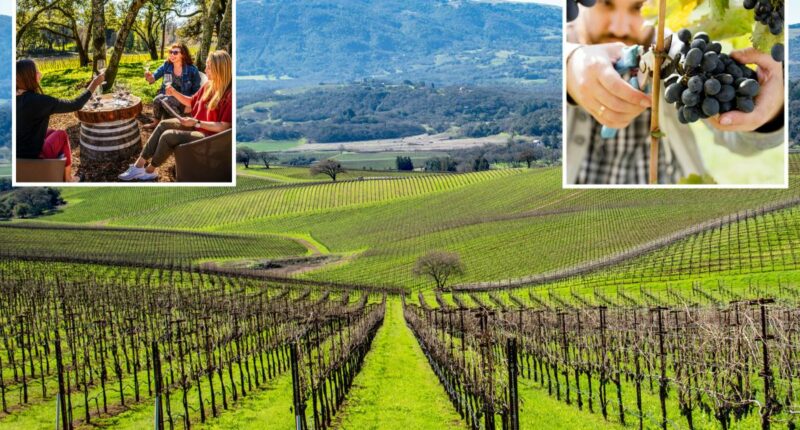 New figures reveal Napa Valley rival looming over Wine Country