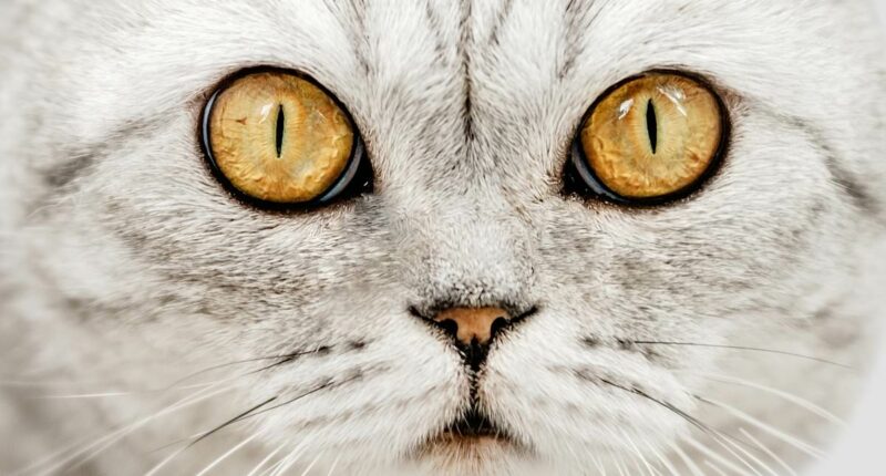On the hunt for the cat killer terrifying a sleepy town: FRED KELLY