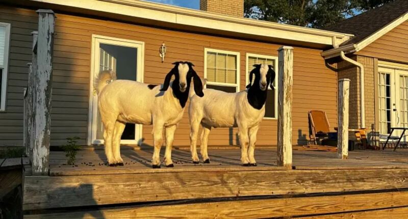 Pet goats saved owners in tornado rubble by bleating for help