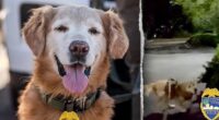 Police dog follows his nose to find missing autistic teen screaming for help