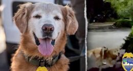 Police dog follows his nose to find missing autistic teen screaming for help