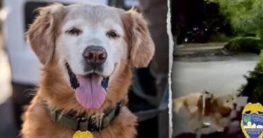 Police dog follows his nose to find missing autistic teen screaming for help