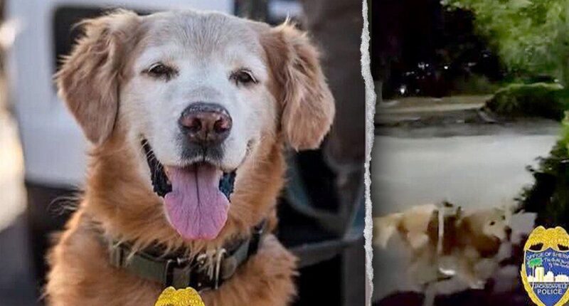 Police dog follows his nose to find missing autistic teen screaming for help