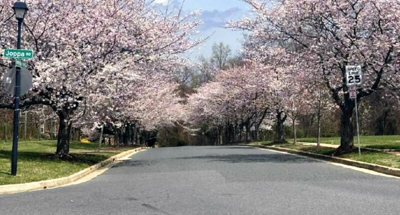 Quaint suburb in Maryland rocked as beloved cherry blossoms cut down
