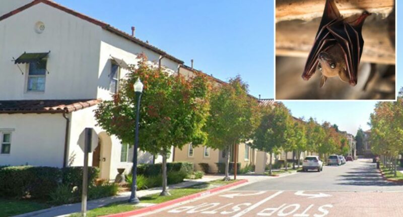 Rabid bat found in residential area triggers warning from police