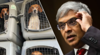 Ridglan Farms beagles begin leaving Wisconsin facility after rescue groups strike deal for release