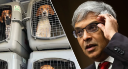 Ridglan Farms beagles begin leaving Wisconsin facility after rescue groups strike deal for release