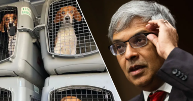 Ridglan Farms beagles begin leaving Wisconsin facility after rescue groups strike deal for release