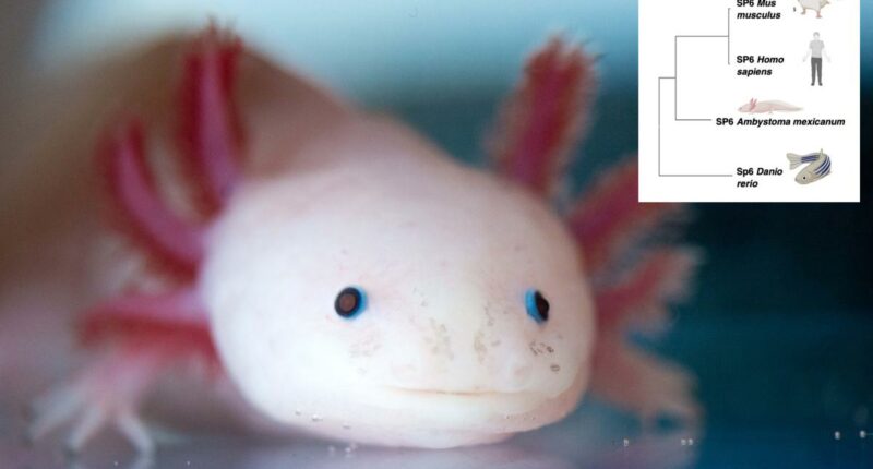 Scientists find 'the holy grail' of genes that could regrow human limbs