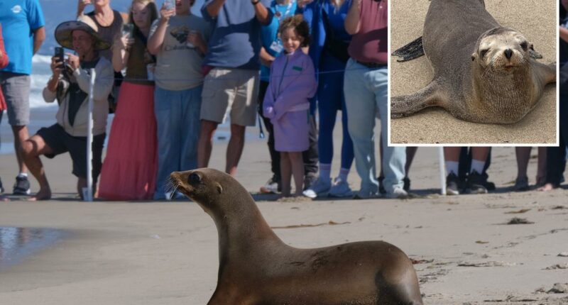 Sea lions once on the brink of death get adorable beach release