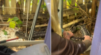 Susan Wehmeier was called to a family's home to relocate a carpet python.