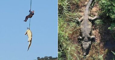 South African police airlift massive crocodile suspected of eating missing local
