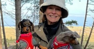 Story behind wife who stabbed husband after he had her dogs put down
