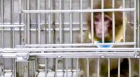 Surprising plan for controversial monkey research center revealed
