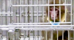 Surprising plan for controversial monkey research center revealed