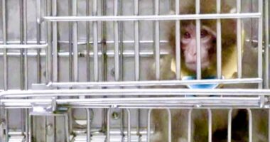 Surprising plan for controversial monkey research center revealed