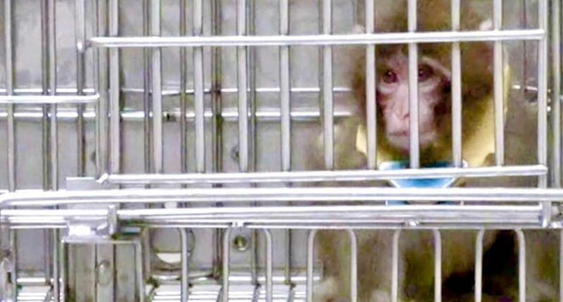 Surprising plan for controversial monkey research center revealed