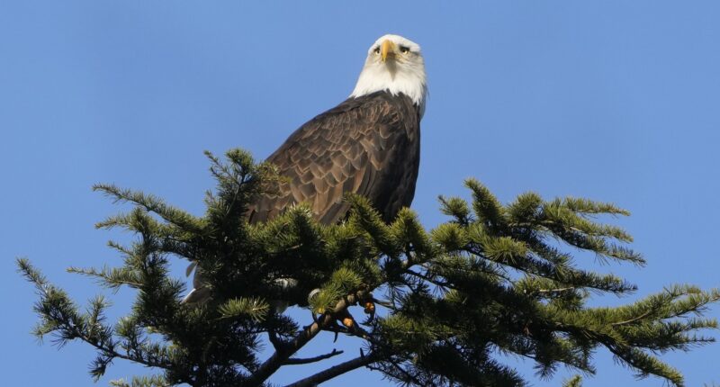 Texas man admits to shooting and killing bald eagle in 2024, US Attorney's Office says