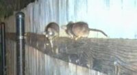 The rat 'apocalypse' forcing residents to take extreme measures