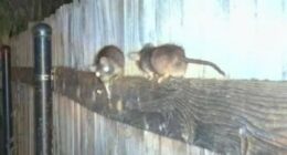 The rat 'apocalypse' forcing residents to take extreme measures