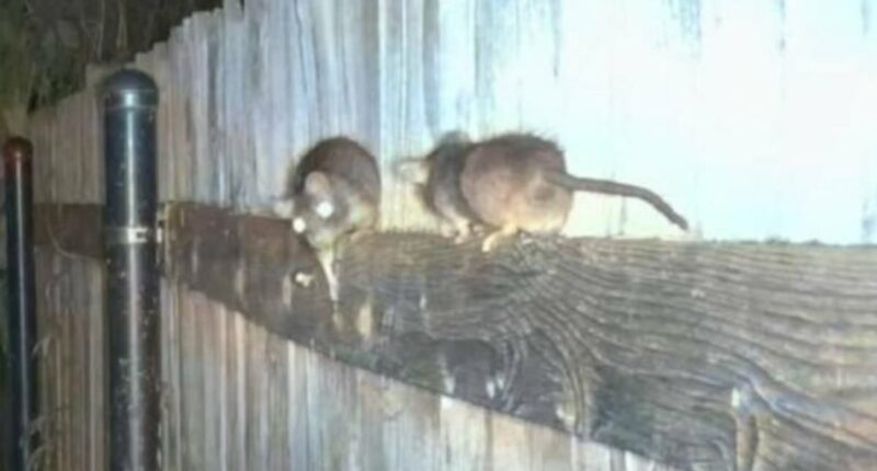 The rat 'apocalypse' forcing residents to take extreme measures
