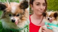 The world's likely oldest dog finds new home after outliving owner