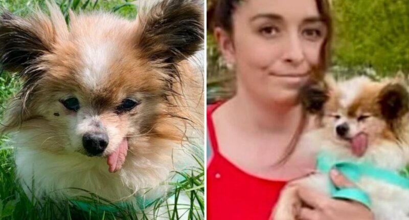 The world's likely oldest dog finds new home after outliving owner