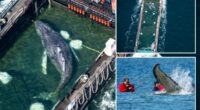 Timmy the humpback whale freed in North Sea after weeks stranded near Germany