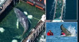 Timmy the humpback whale freed in North Sea after weeks stranded near Germany