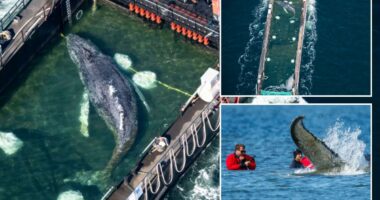 Timmy the humpback whale freed in North Sea after weeks stranded near Germany
