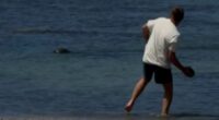 Tourist filmed hurling rock at Hawaiian seal offers astonishing excuse