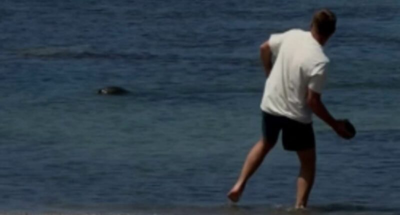 Tourist filmed hurling rock at Hawaiian seal offers astonishing excuse