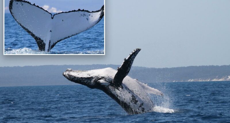 Two humpback whales break records traveling between Australia and Brazil: 'A very rare event'
