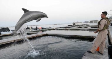 The US Navy has used dolphins for special operations for decades.