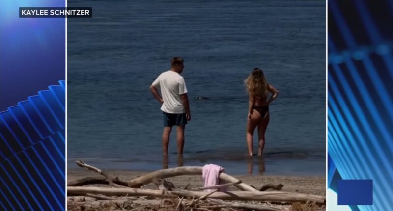 US agents arrest tourist after video shows a rock hurled at an endangered Hawaiian monk seal's head