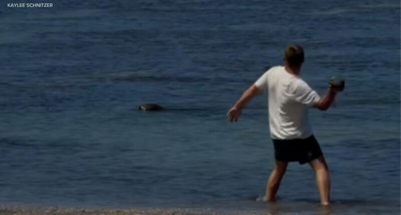 Washington tourist pleads not guilty in Hawaiian monk seal rock case, barred from Hawaii beaches