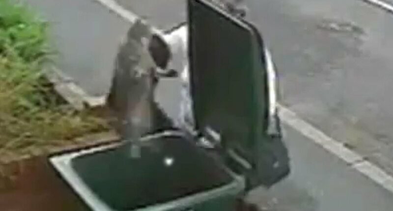 What happened to Mary Bale who threw Lola the cat in the bin