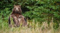 Wildlife agents can kill bears from helicopters to protect caribou in Alaska, judge rules