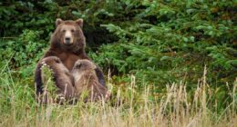 Wildlife agents can kill bears from helicopters to protect caribou in Alaska, judge rules