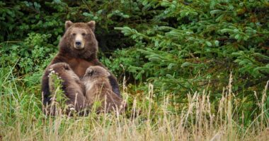 Wildlife agents can kill bears from helicopters to protect caribou in Alaska, judge rules