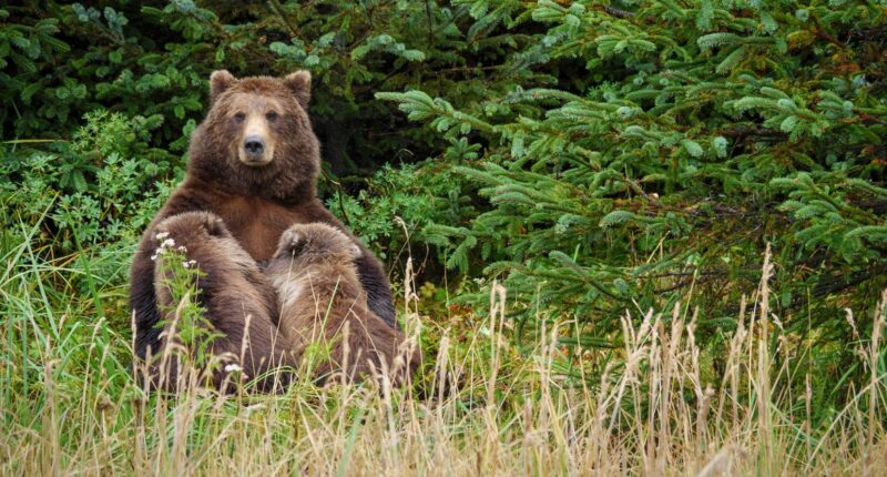 Wildlife agents can kill bears from helicopters to protect caribou in Alaska, judge rules