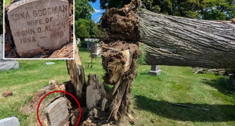 108-year-old gravestone unearthed after severe storm uproots tree