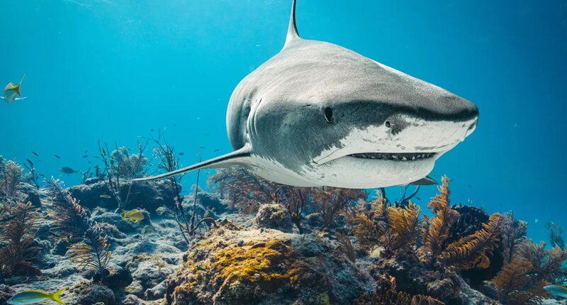 12-year-old boy rushed to hospital after shark attacks him in Bahamas, police say