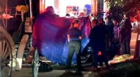 16-year-old carriage horse dies in New York City's Central Park