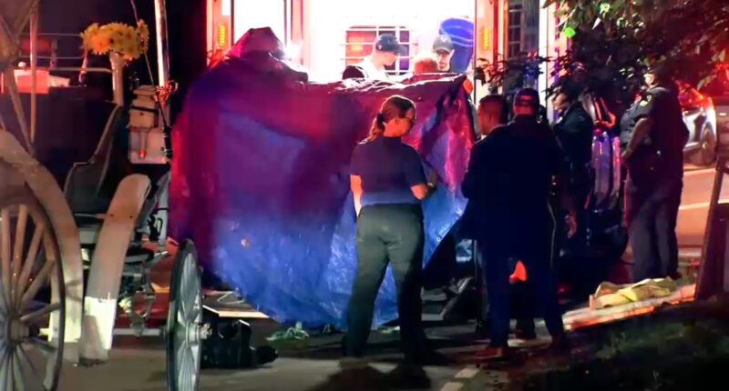 16-year-old carriage horse dies in New York City's Central Park