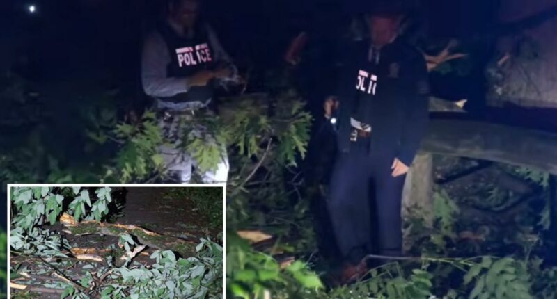 85-year-old man killed by falling tree in freak accident at NYC park: cops