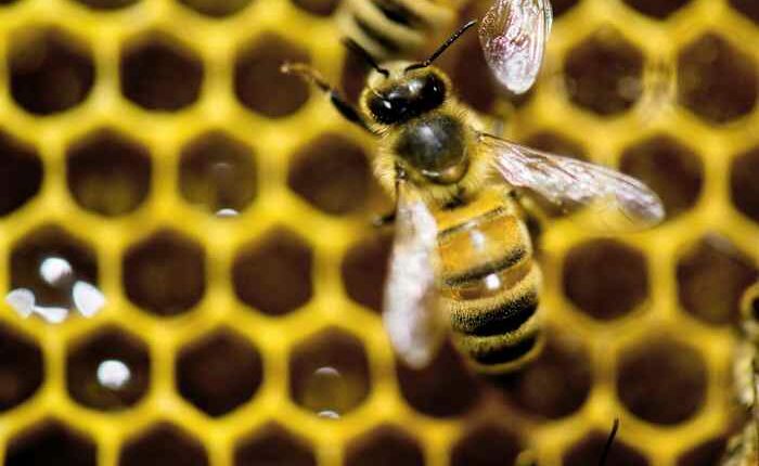A diet of royal jelly isn't the only thing that makes a queen bee